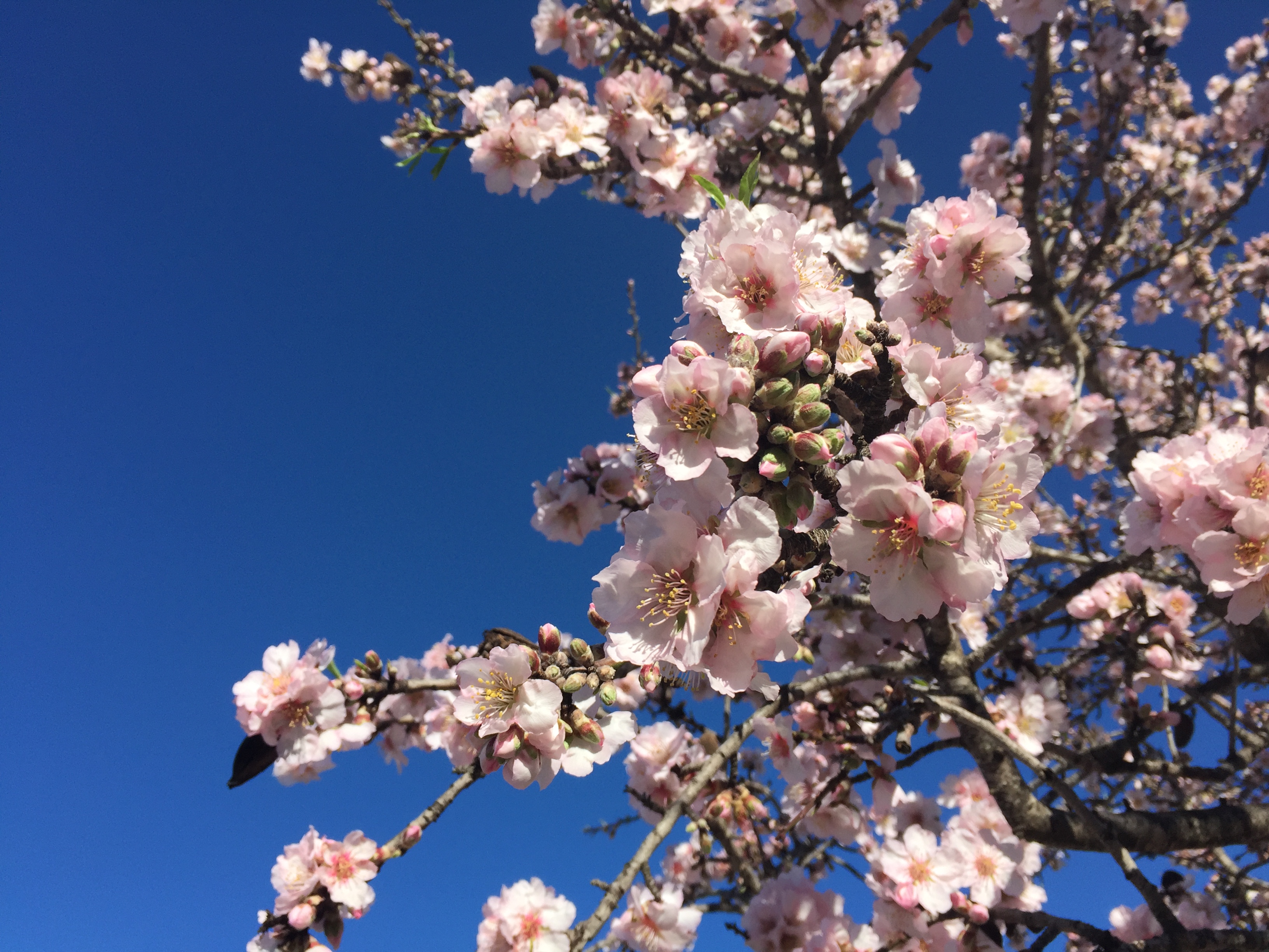 Amandelbloesem (5).jpg