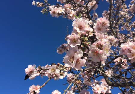 Amandelbloesem (5).jpg