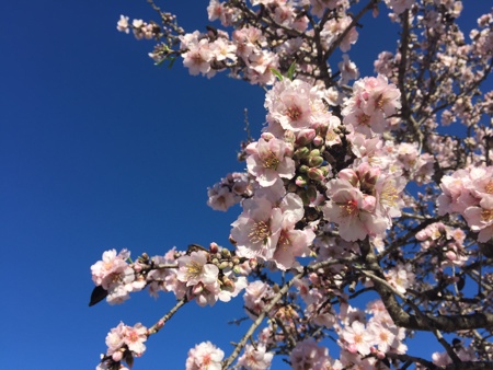 Amandelbloesem (5).jpg